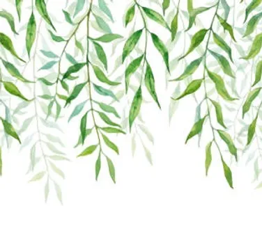 Background of leaf | Willow Boutique Med Spa in Avon, OH